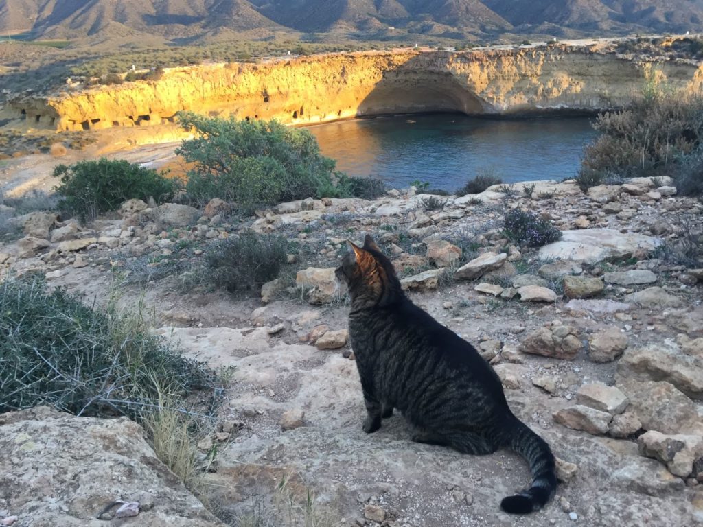 chat devant la mer en Andalousie