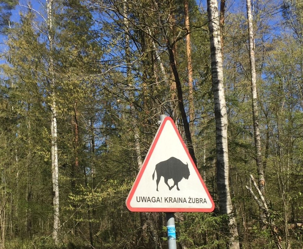 Attention traversée de bisons