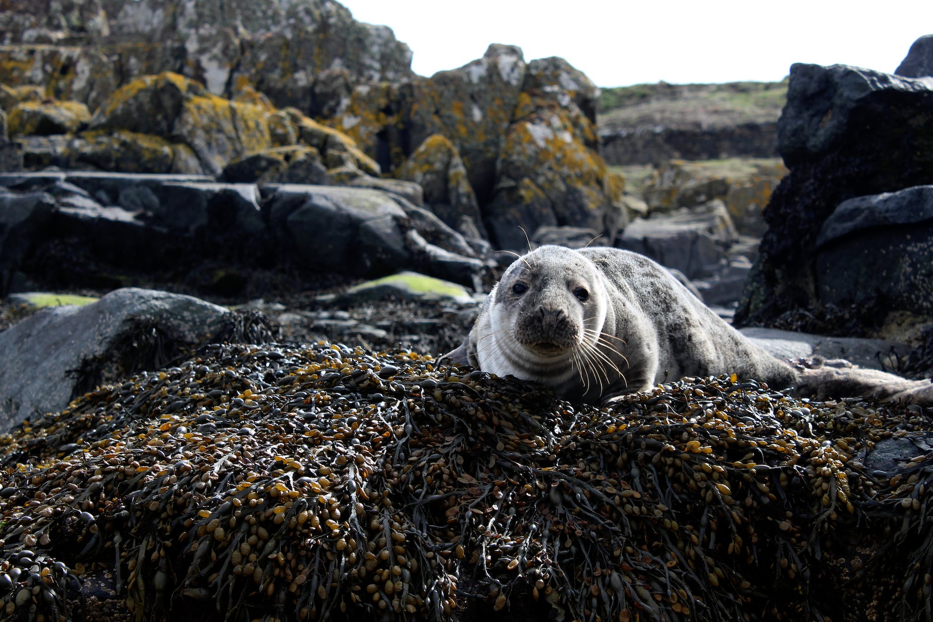 closeup photo of sea lion on brown rock