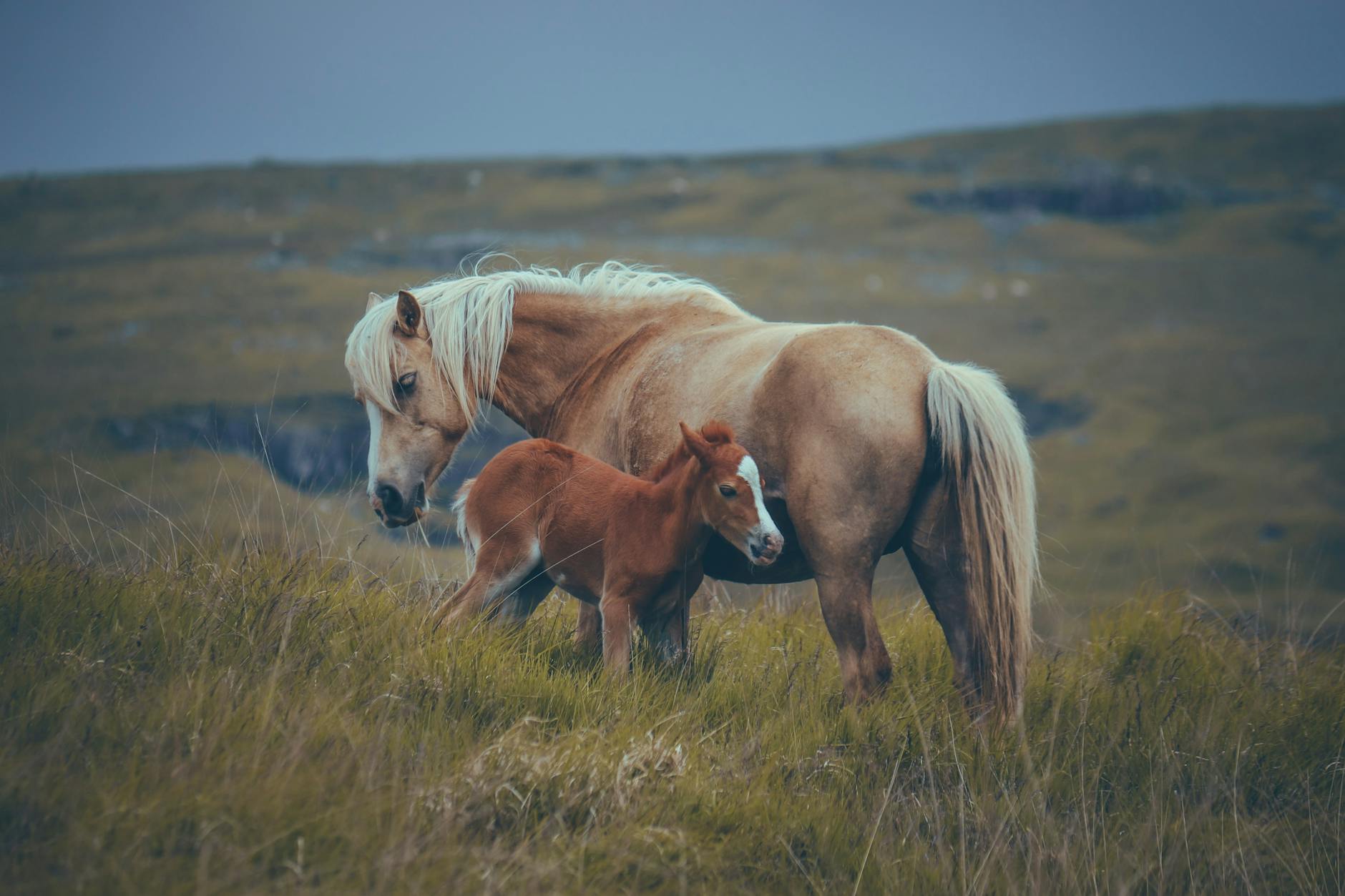 mare and foal standing on pasture