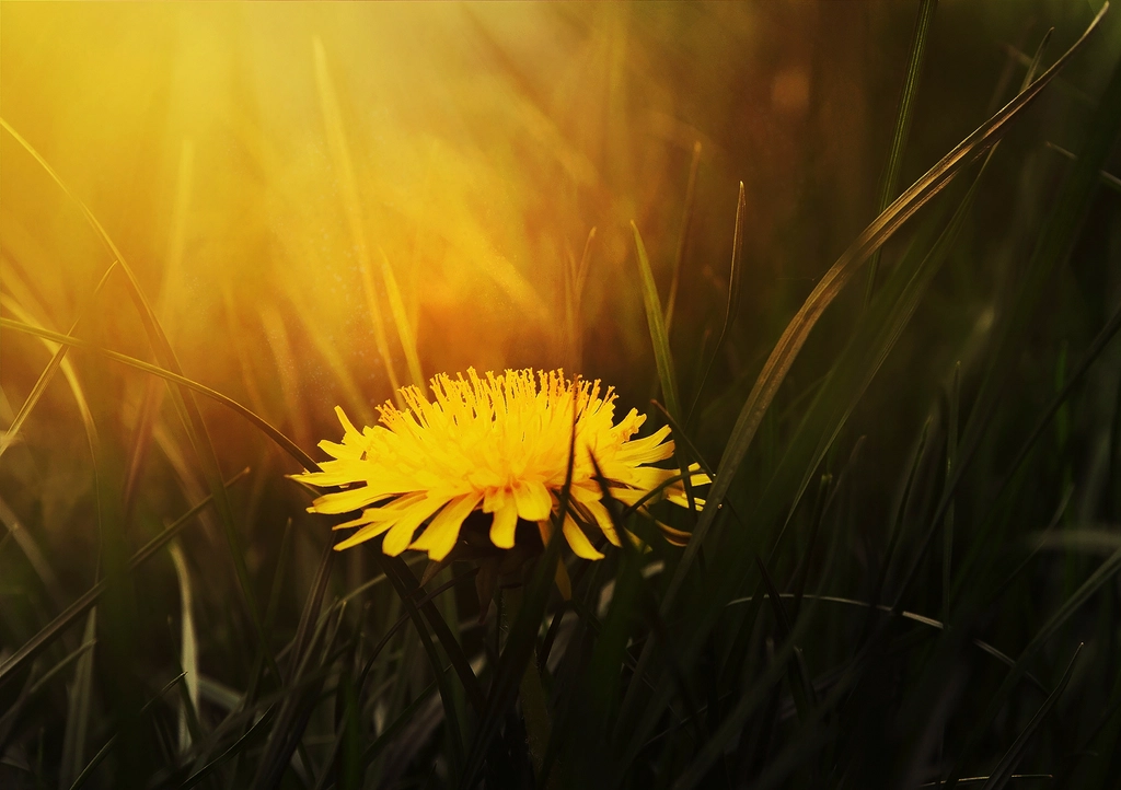 close-up yellow dandelion batched warm