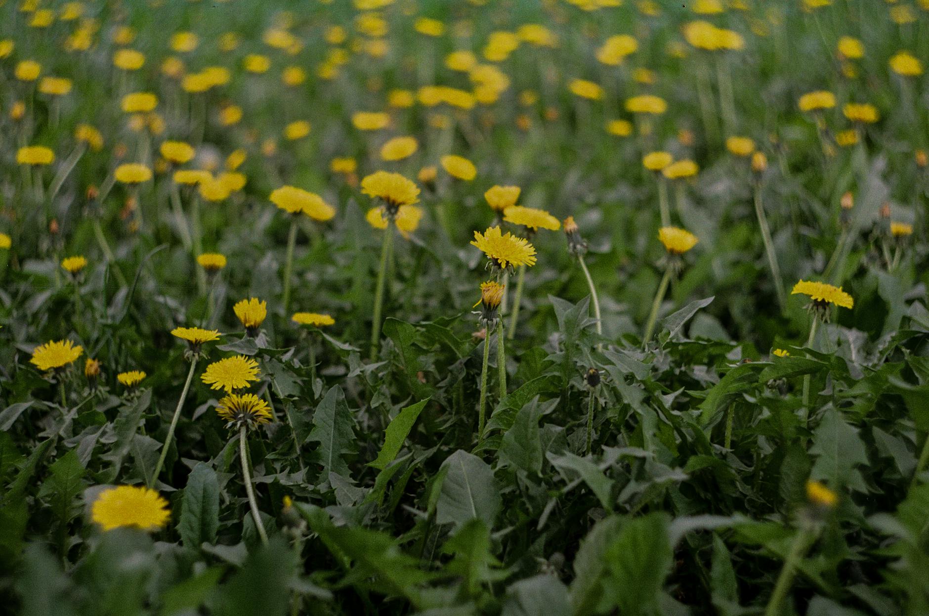 close up photo of yellow flowers